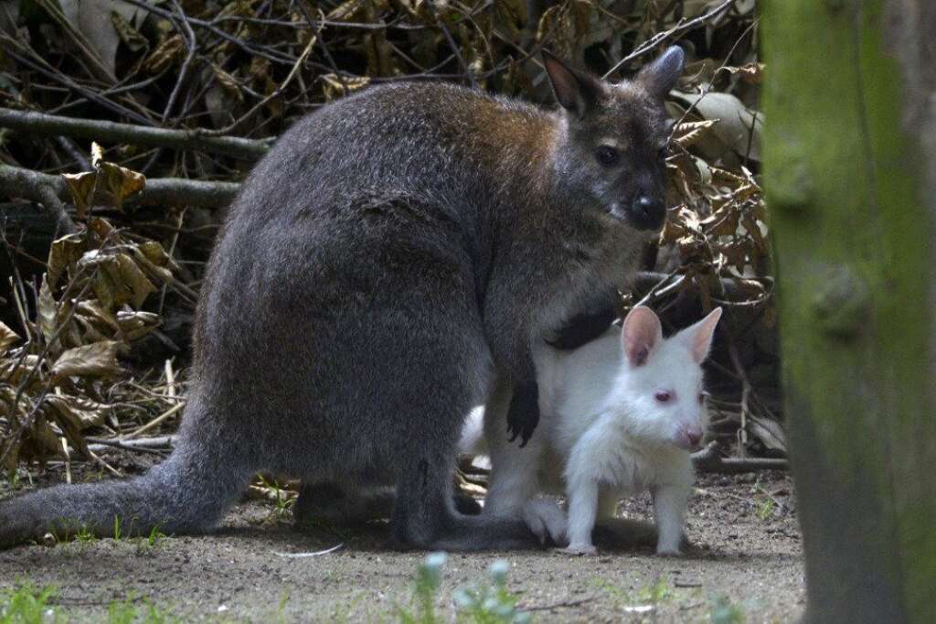 - Un wallaby et son bébé albinos dans un zoo de Duisberg, en Allemagne.