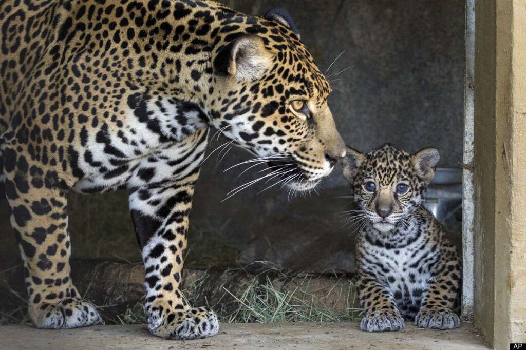- Un bébé jaguar près de sa mère au zoo de San Diego.