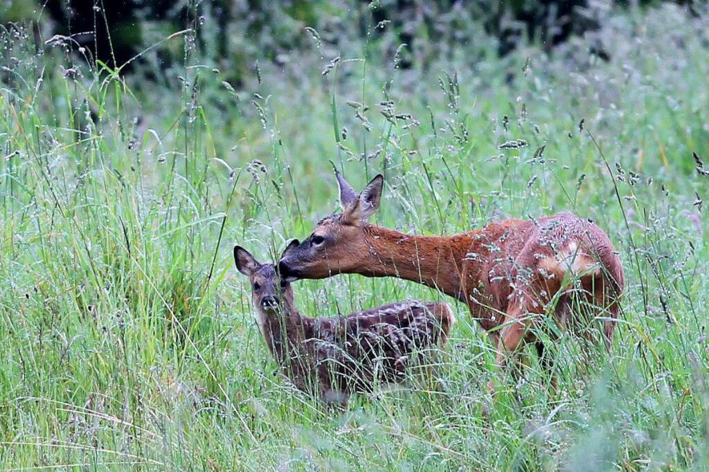 - Un cerf avec son bébé à Aviemore, en Écosse.