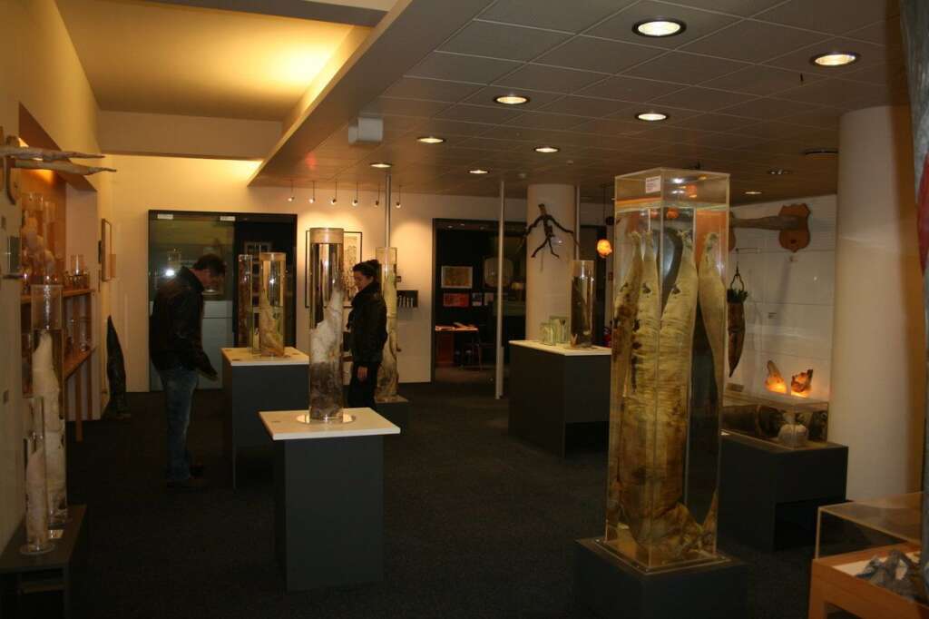 Musée du phallus - <strong>Húsavík, Islande</strong> À Húsavík, le pénis est à l’honneur. L’établissement de la commune islandaise est le seul musée du phallus au monde. On y trouve plus de 200 appareils génitaux mâles couvrant une bonne partie des mammifères terrestres et marins, incluant d’impressionnants spécimens de baleines. <a href="http://phallus.is" target="_hplink">phallus.is</a>