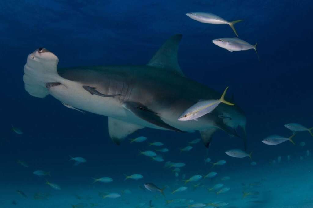 Étudiant - Deuxième Place - Laura Rock - Grand requin-marteau (Sphyrna mokarran) à Bimini, Bahamas.