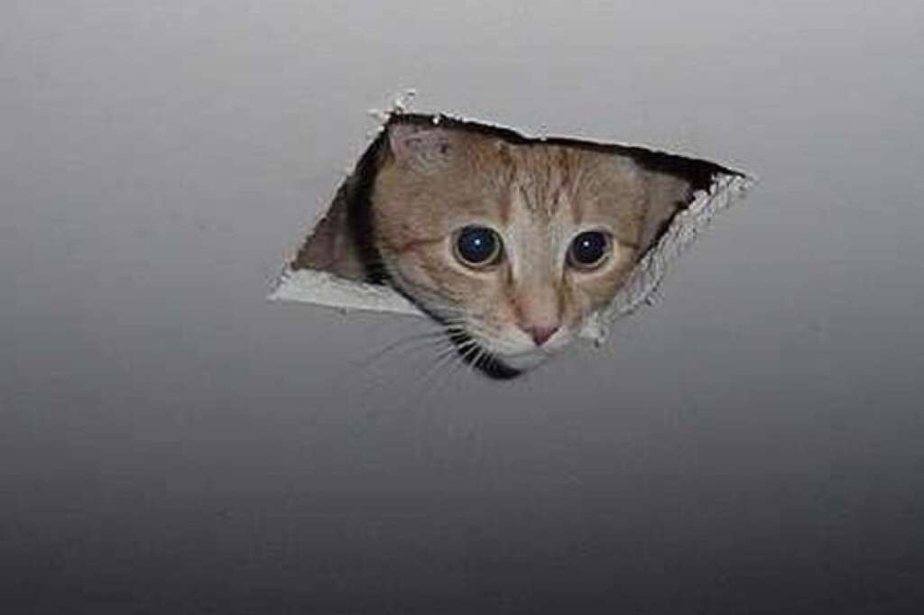 El Ceiling Cat ou chat du plafond - L'un des chats les plus célèbres d'Internet est tout simplement ce rouquin passant la tête par une trou du plafond (pour mieux observer son maître en train de se masturber selon la légende). Ce mème a même son contraire: le basement cat.