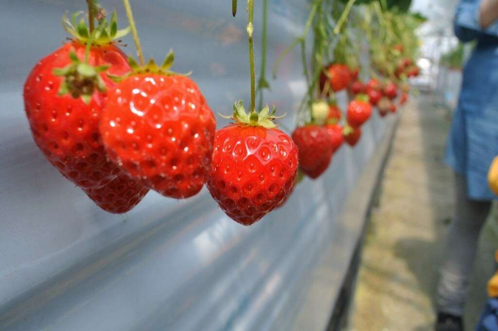 Les fraises - Pour la même raison que la salade, la fraise est elle aussi sujette aux pesticides: 71,3% des échantillons analysés présentaient des résidus.