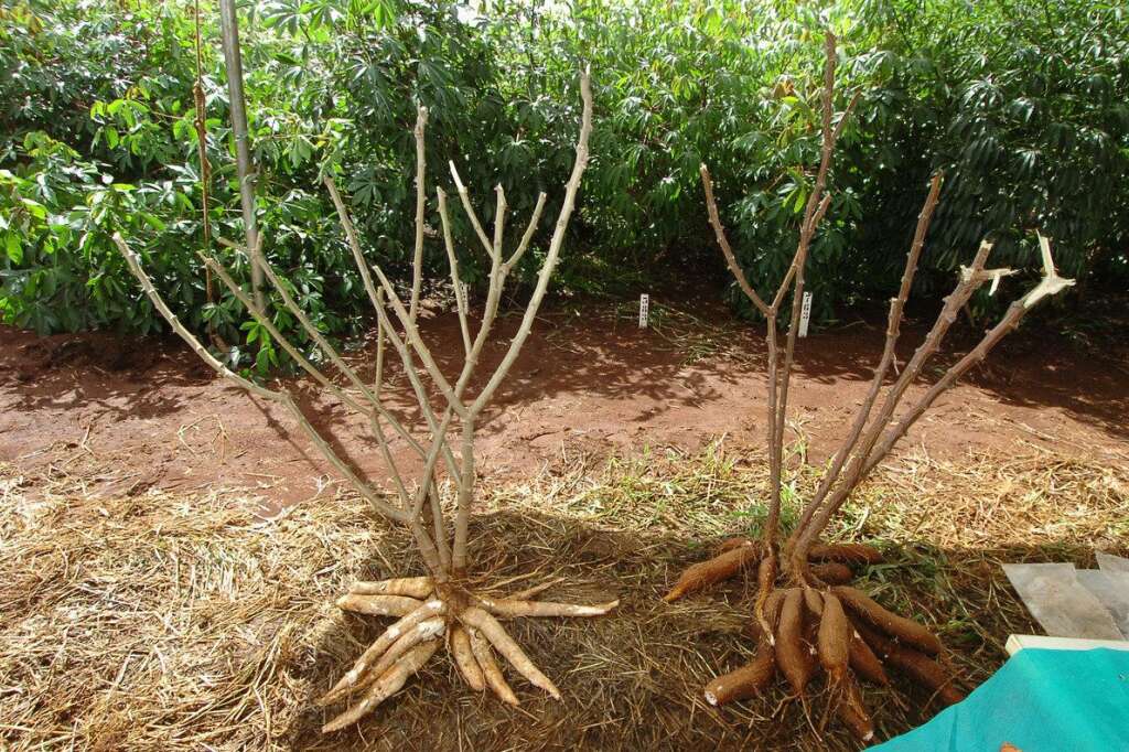 Le manioc - On consomme ses racines riches en amidon, mais aussi ses feuilles, en Afrique, en Asie et dans le nord du Brésil principalement. Sa récolte est primordiale dans les pays en voie de développement car ce féculent — qui se cultive même en cas de sécheresse — sert de source de glucides à près de 500 millions de personnes.  Le manioc reste cependant difficile à trouver dans nos supermarchés car il est compliqué à préparer: mal cuisiné, il peut être toxique. Mais une fois rendu comestible il peut remplacer les pommes de terre.