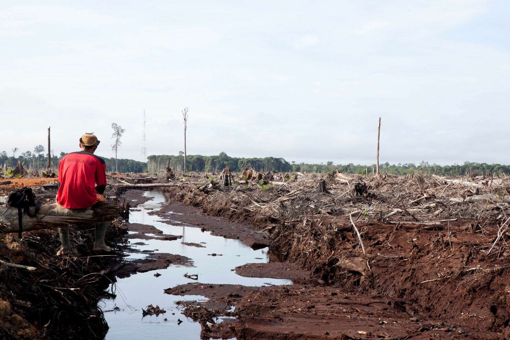 Since the explosion in the use of palm oil in 2000, Borneo has lost 20,000 square miles of forest.