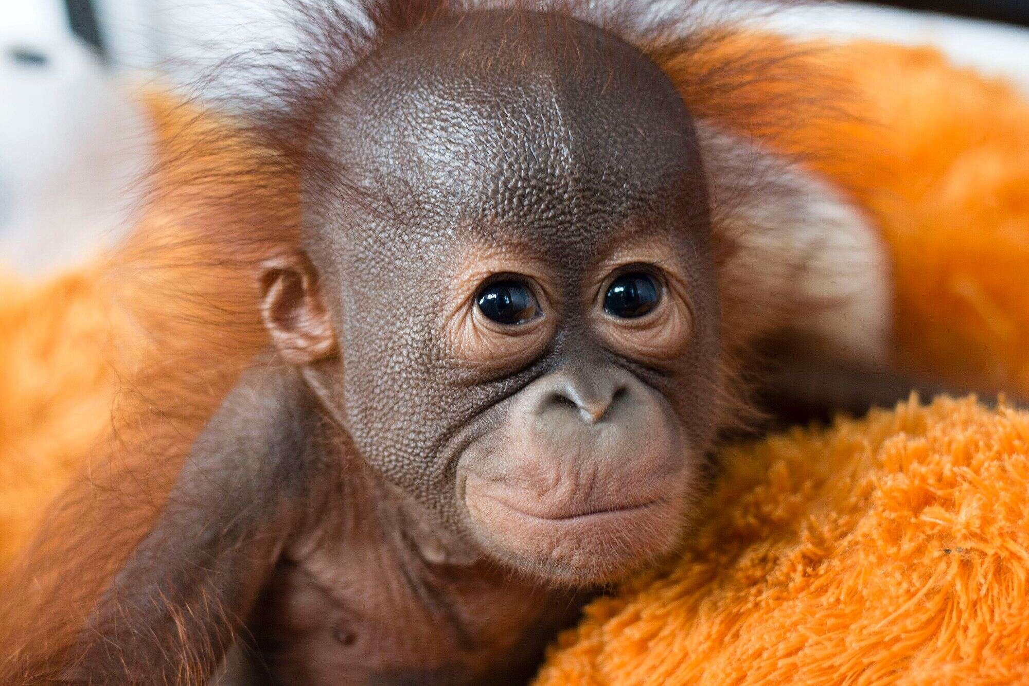 Gatot, a young orphan, receives medical care. Ninety-five percent of animals arriving at the International Animal Rescue's Indonesia center are orphaned orangutan babies.