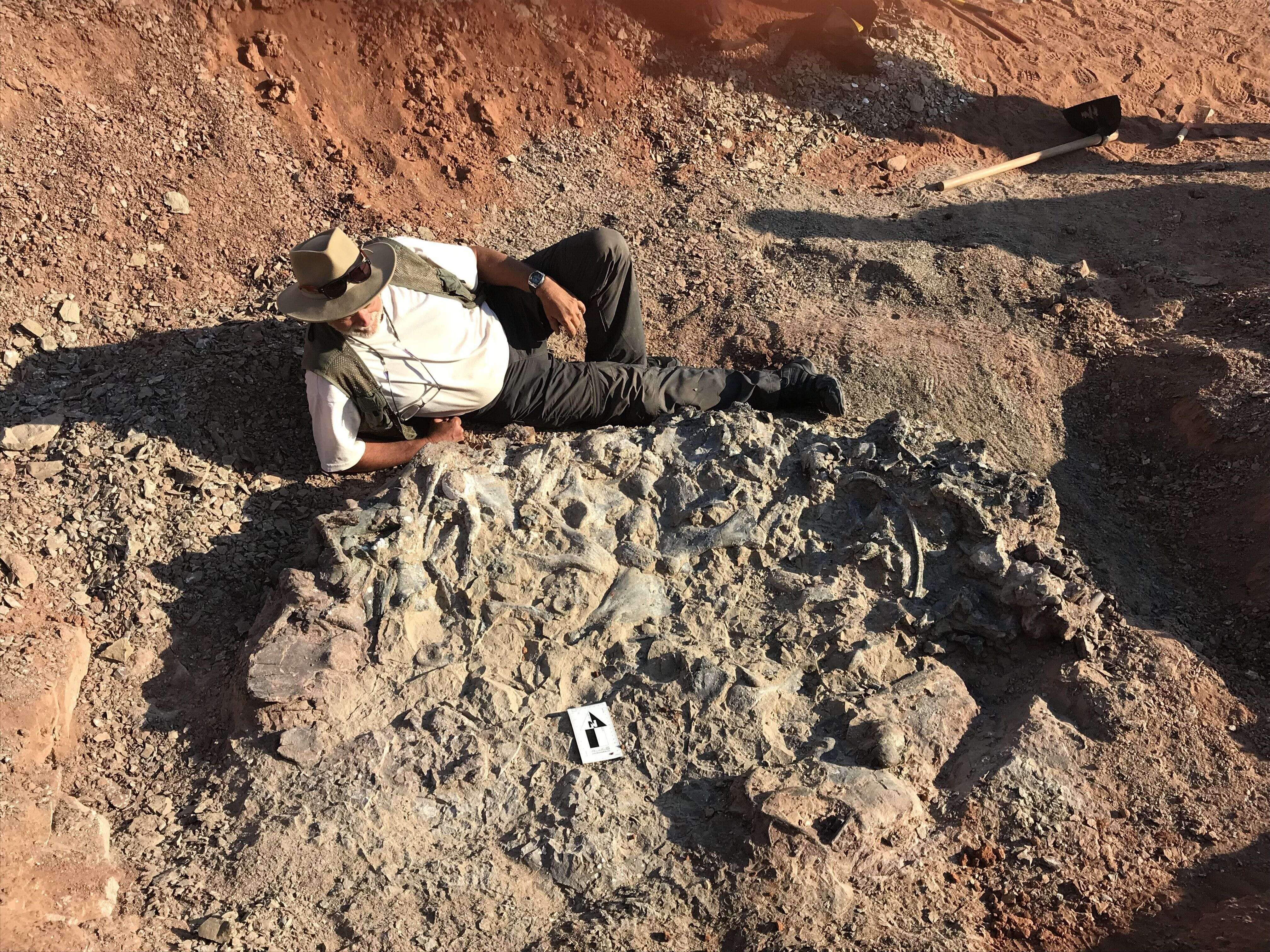 Ricardo Martinez allongé à côté de l'amas de fossiles. Les scientifiques cherchent encore à connaître la raison d'un gisement aussi concentré à cet endroit précis.