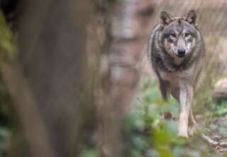 Puisque la population de loup augmente en France, il va être possible d'en tuer un plus grand nombre.