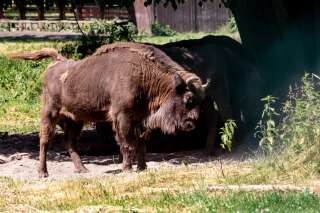 Le bison fait son grand retour au Royaume-Uni