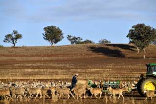 Un agriculteur nourrit ses moutons avec une balle de foin, sa terre étant trop sèche pour que l'herbe pousse (le 7 août en Nouvelle-Galles du Sud).