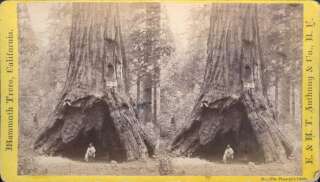 Un homme pose dans le Pioneer's Cabin Tree sur une photo datant du 19e siècle.