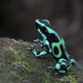 Green and Black Poison Dart Frog/Goldbaumsteiger (Dendrobates auratus), La Fortuna, Costa Rica.