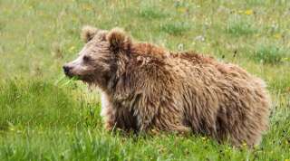 Un ours brun de l'Himalaya.