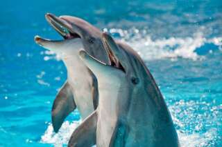 Les dauphins ont plus d'une centaine de dents