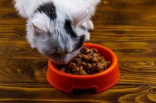 Les chats sont des animaux carnivores qui ont besoin de certains nutriments que l'on trouve dans la viande.