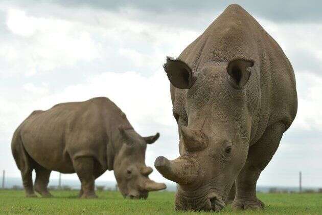 Les deux dernières représentantes de l'espèce des rhinocéros blancs du Nord.
