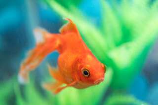 The goldfish (Carassius auratus) is a freshwater fish. It is one of the most commonly kept aquarium fish.