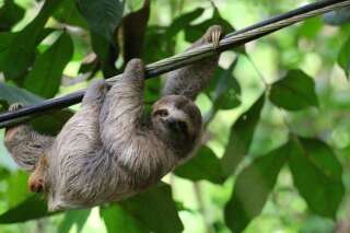 Young Sloth hanging on a cable with smiling expression, Costa Rica