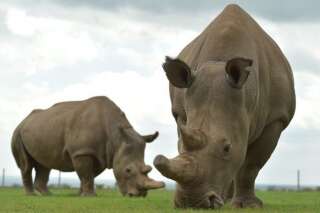 Les deux dernières représentantes de l'espèce des rhinocéros blancs du Nord.