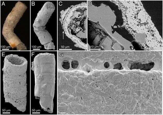 Ces images de Microscopie électronique à balayage représentent une section transversale polie du spécimen observé par les scientifiques.