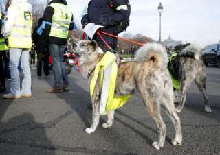 Dogs wearing yellow vests are seen in a demonstration by the 