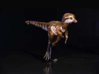 Un tyrannosaure de quelques semaines, modélisé par le Museum d'Histoire Naturelle de New-York.