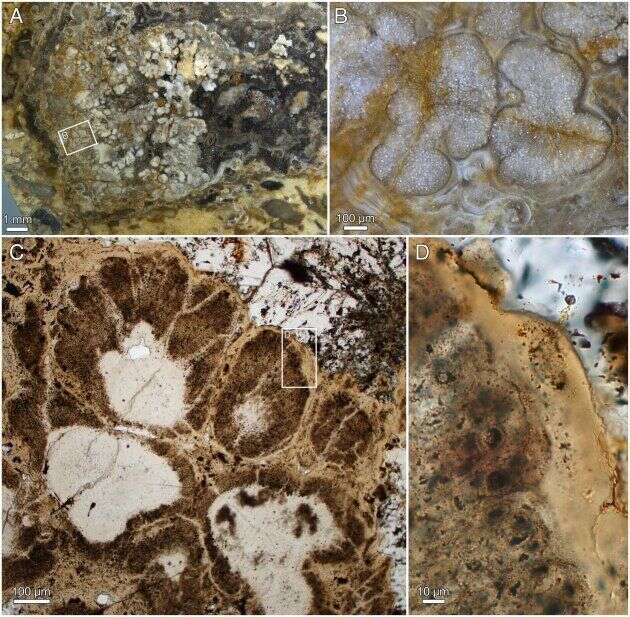 Le détail de la structure d'une cellule appartenant à la plante fossilisée.