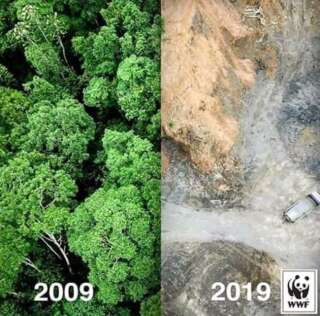 Depuis 10 ans, la déforestation de l'Amazonie n'a pas cessé.