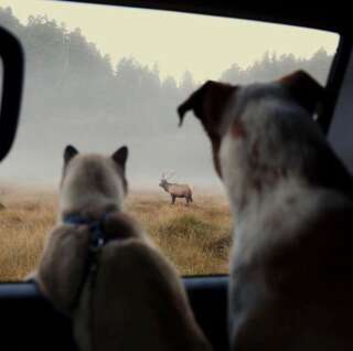Henry et Baloo observent la faune et la flore pendant leur voyage.