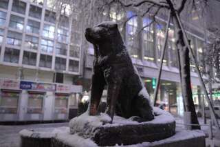 La statue du chien Hachikō, devant la gare tokyoïte de Shibuya. Habitué à aller chaque soir attendre son propriétaire à sa descente du train, après la mort de lʼhomme, il a maintenu ce rituel pendant près de dix ans.