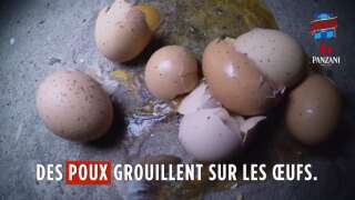 Capture d'écran de la vidéo de L214 sur une élevage de poules en Vendée.
