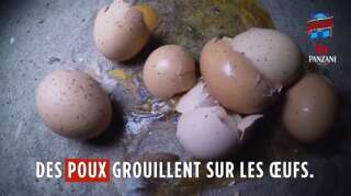 Capture d'écran de la vidéo de L214 sur une élevage de poules en Vendée.