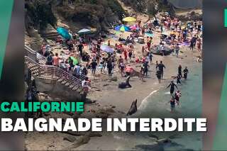En Californie, deux otaries font fuir les vacanciers d'une plage de San Diego