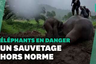 En Thaïlande, l'incroyable sauvetage d'un bébé éléphant et sa mère