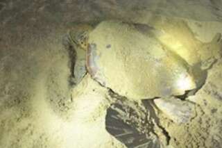 Cette tortue marine pond une centaine d'œufs sous la protection des pompiers