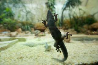 Ce secret du gecko pour défier la gravité n'en est plus un