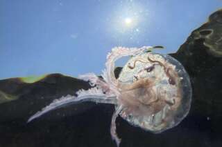 La canicule ne va rien arranger au problème des méduses en Méditerranée