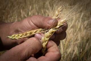 Guerre en Ukraine: l'accord sur le blé avec la Russie ne résout pas la crise alimentaire
