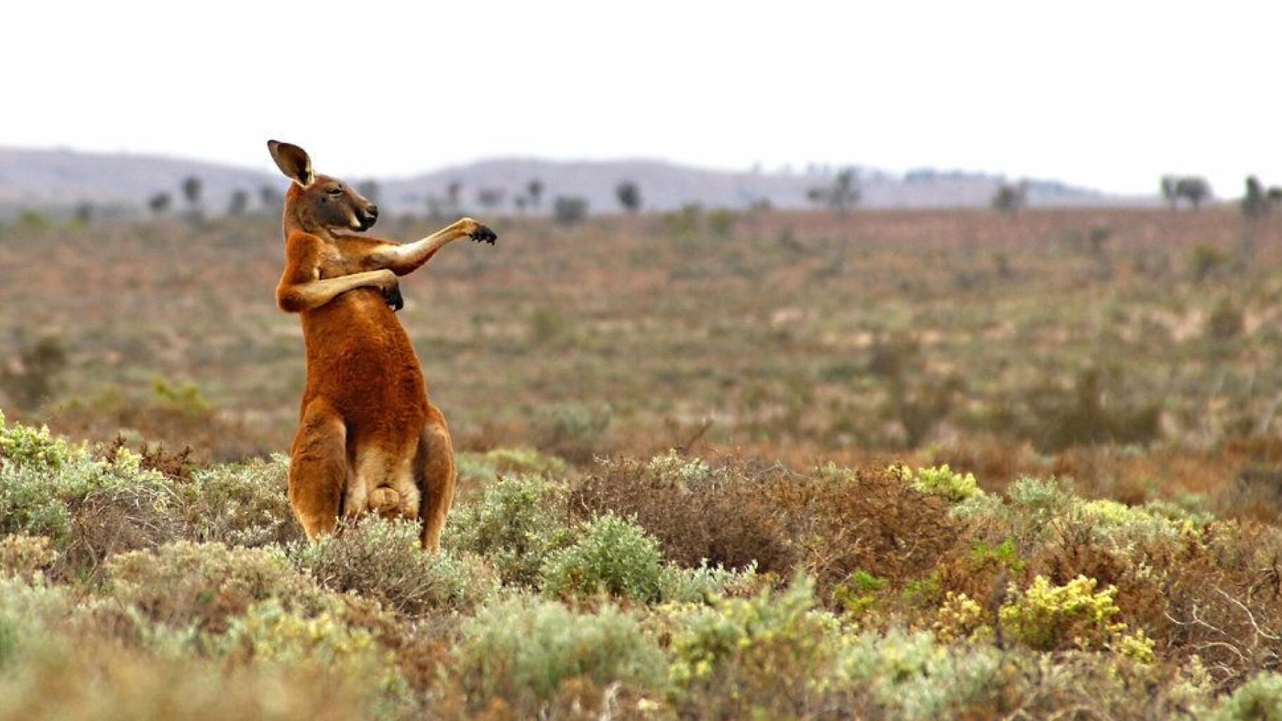 De eerste dodelijke kangoeroe-aanval in Australië sinds 1936
