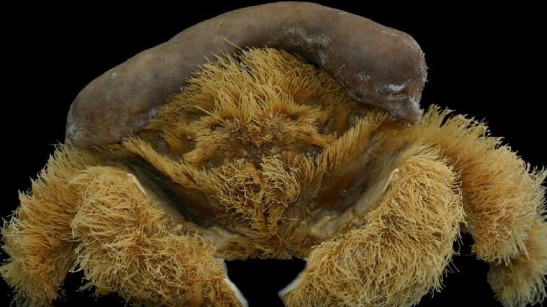 Ce crabe découvert en Australie ressemble à une éponge