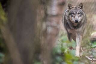 Les chasseurs vont pouvoir abattre plus de loups, voici pourquoi