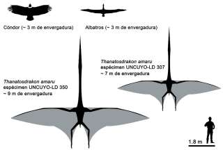 Envergure des deux fossiles de Thanatosdrakon Amaru retrouvés.