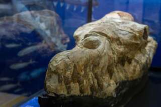 Le crâne de Basilosaurus découvert est dans un remarquable état de conservation