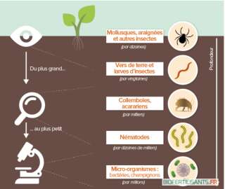 Schéma représentant des organismes essentiels à la bonne santé du sol.