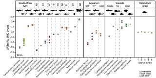 Composition isotopique du zinc de dents et de râteaux branchiaux de la vingtaine de poissons analysés.