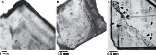 Image microscopique de cristaux d'Halite recueillant divers micro-organismes.