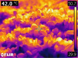 Une image thermique de moules récemment tuées dans le parc Lighthouse à West Vancouver, en Colombie-Britannique, capturée le 28 juin. La barre d'échelle à droite montre les températures les plus chaudes et les plus fraîches enregistrées dans l'image. (Chris Harley/Université de la Colombie-Britannique)