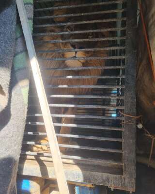 Le lion Simba en cage dans le véhicule de Tim Locks samedi 19 mars 2022.