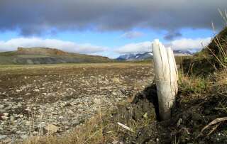 Une défense de mammouth laineux émergeant du permafrost en Sibérie