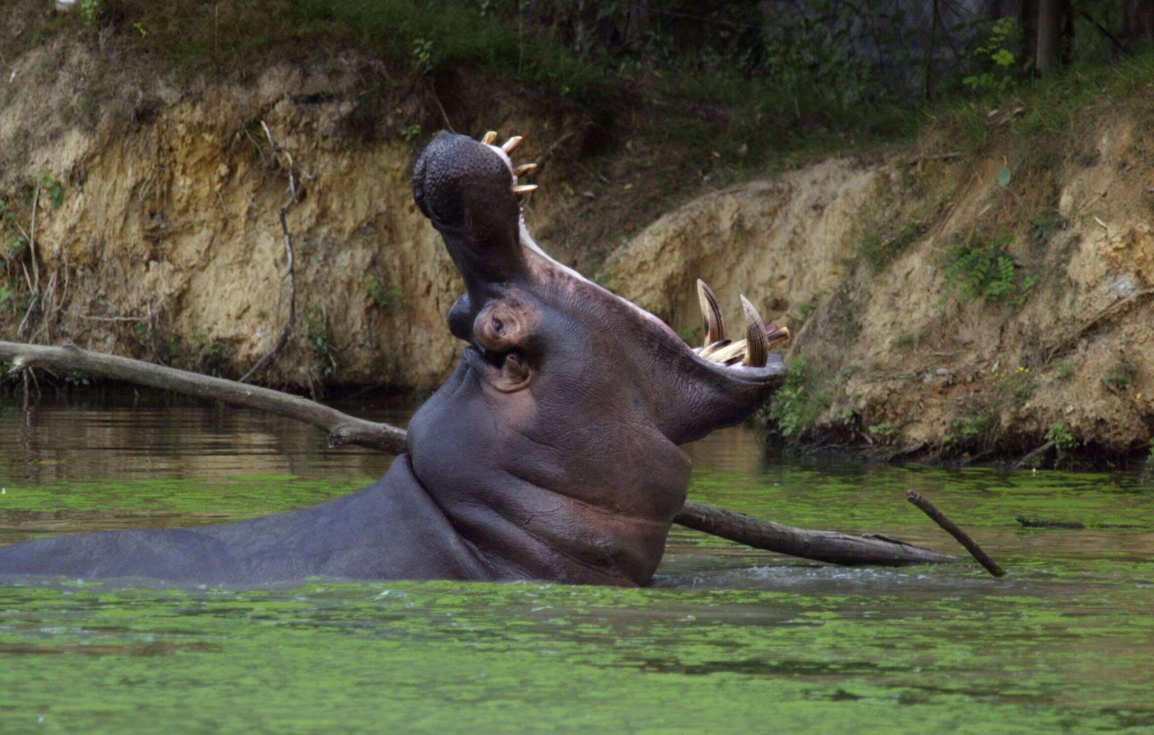 Les 4 hippopotames du zoo, sont aujourd'hui 80 dans la nature. Mais pour les scientifiques la population devrait passer à un millier dans les décennies à venir. (photo d'illustration)